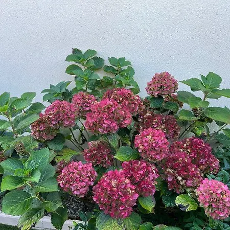Les Hortensias
